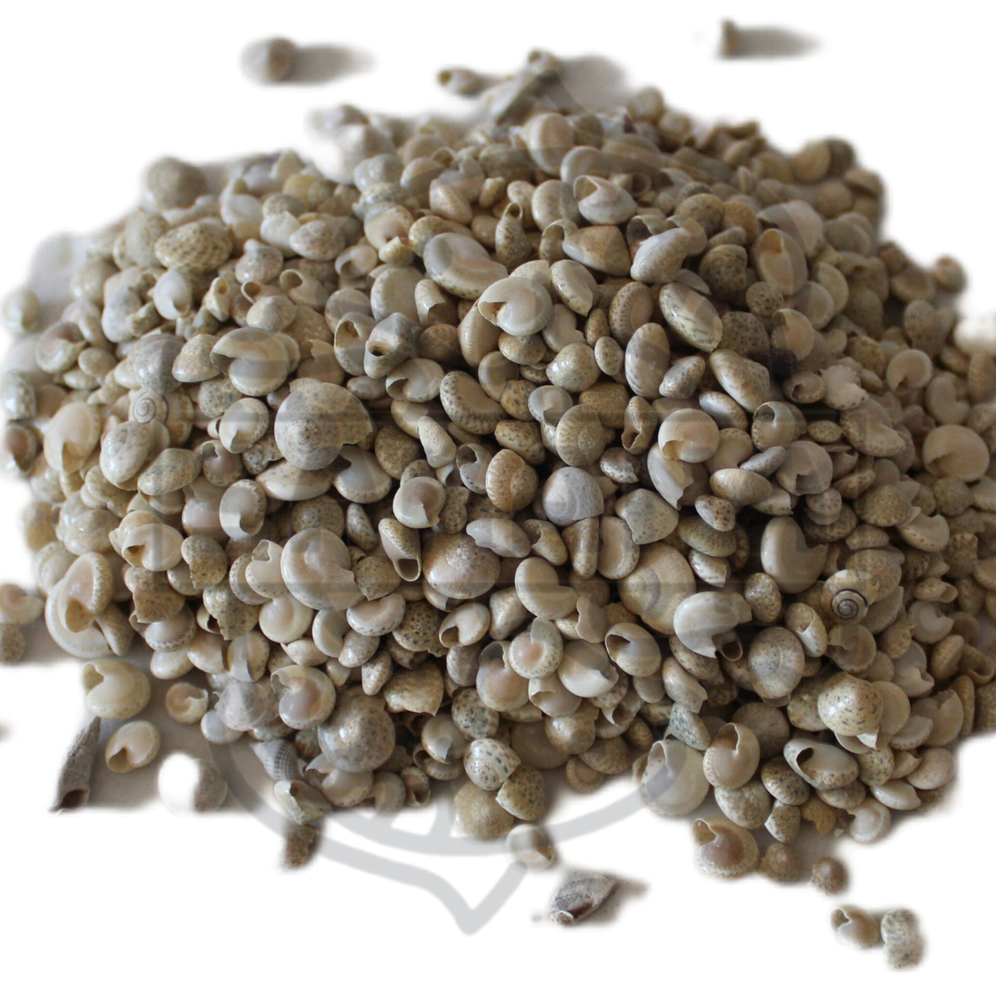 Umbonium vestiarium pack 100gr