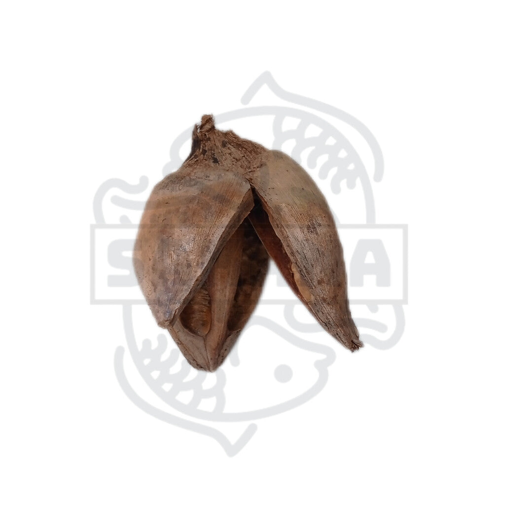 Sororoca Flower - 1 unit