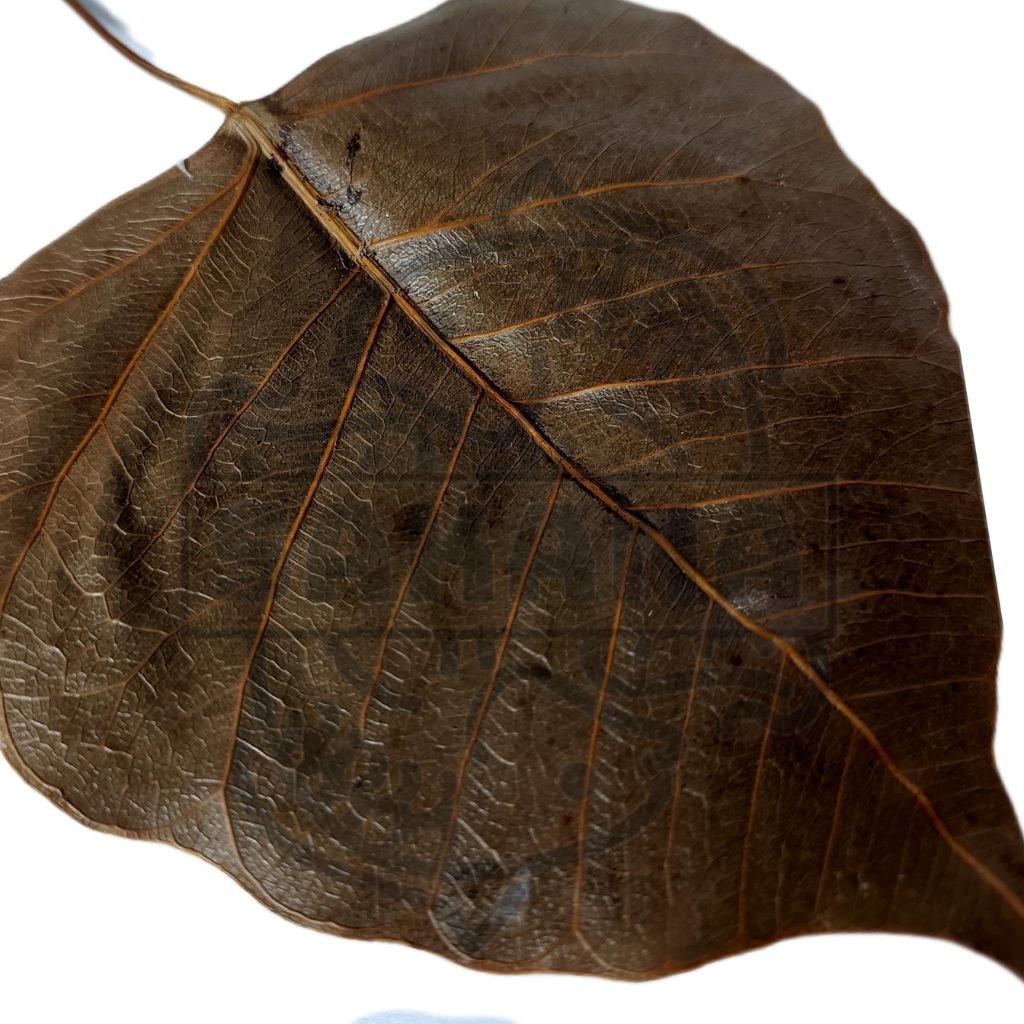 Ficus religious leaf - pack of 10 units