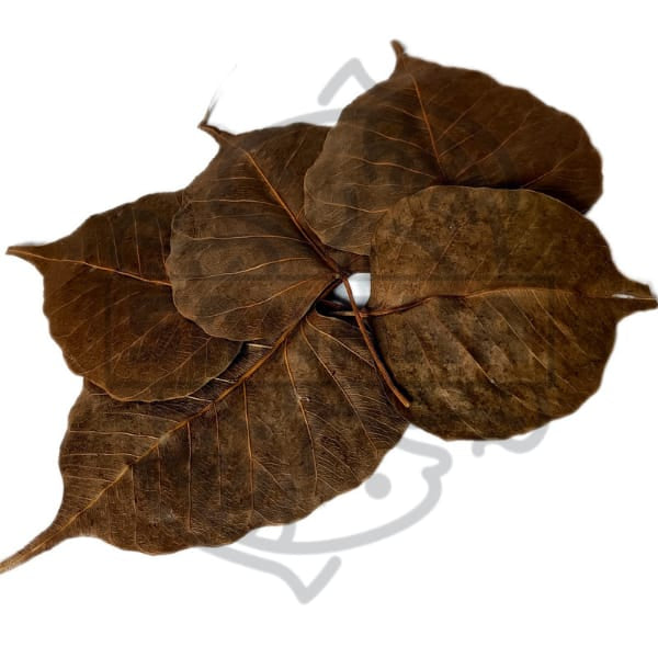 Ficus religious leaf - pack of 10 units