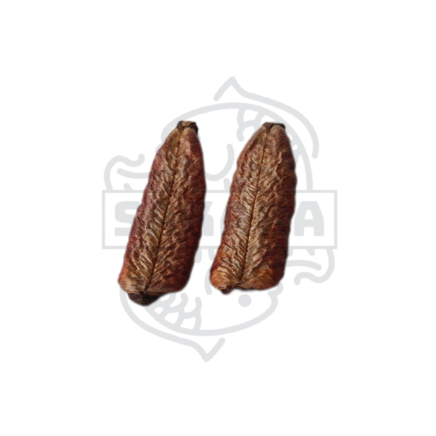 Kielmeyera - pack of 2 units