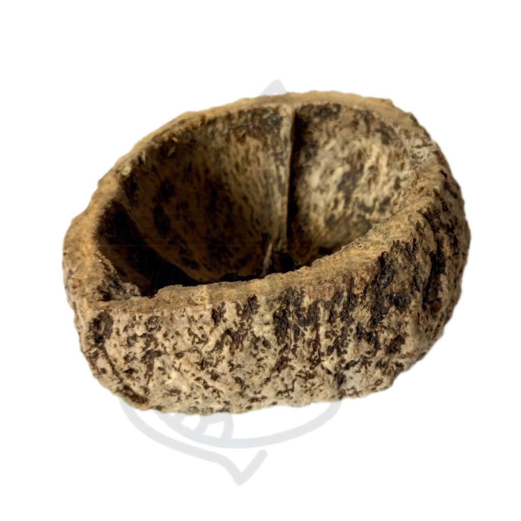 Brazil Nut Shell - 1 unit