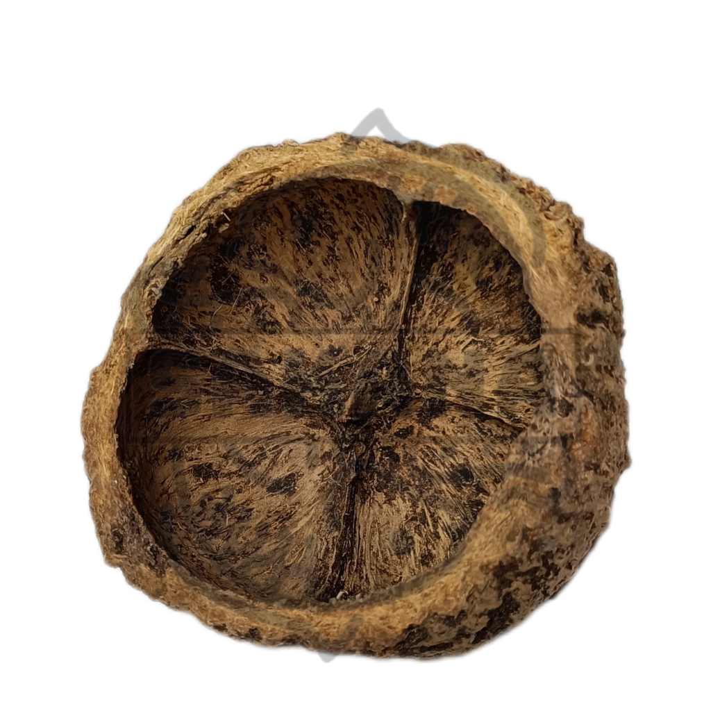 Brazil Nut Shell - 1 unit