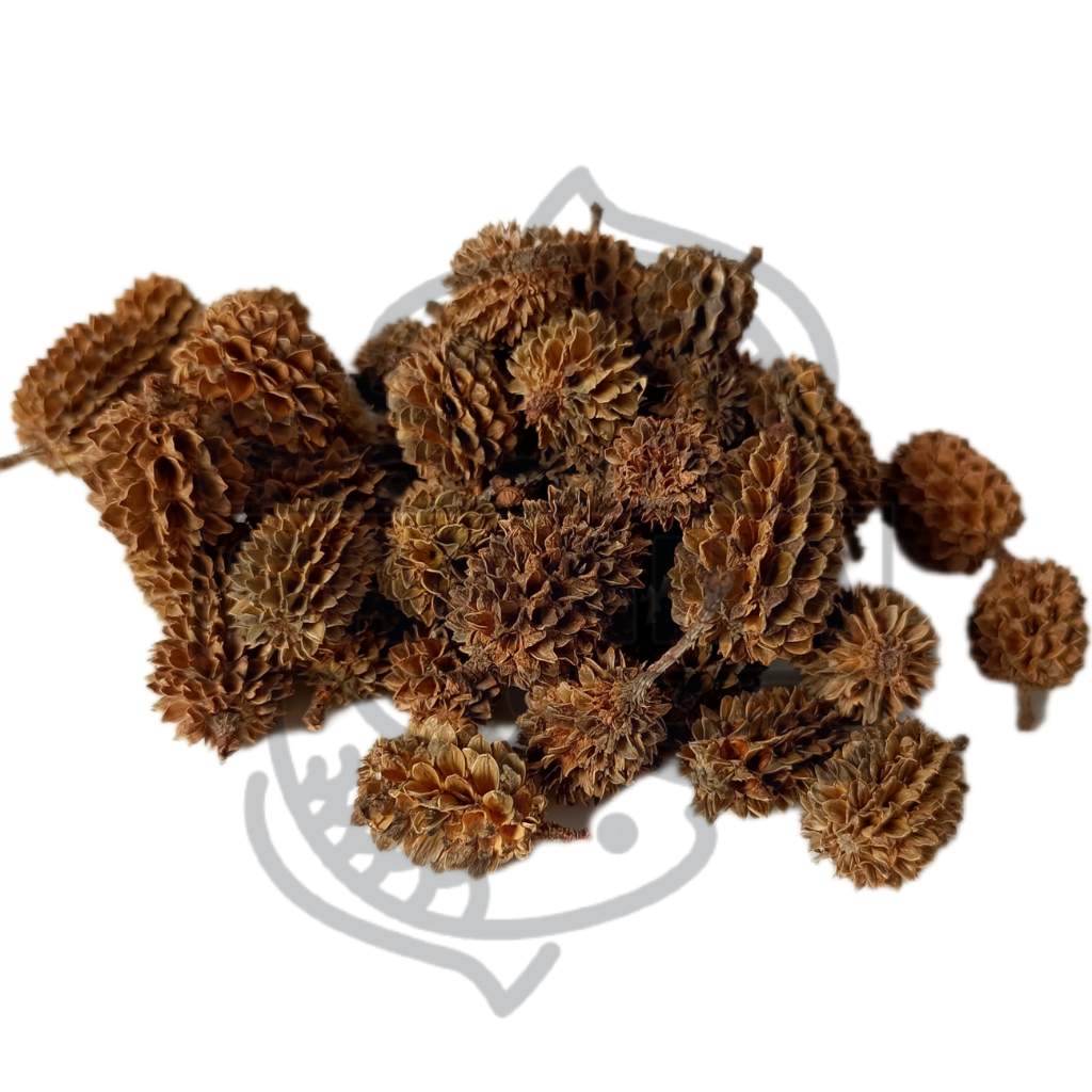 Casuarina pineapple - packs of 25 and 50 gr