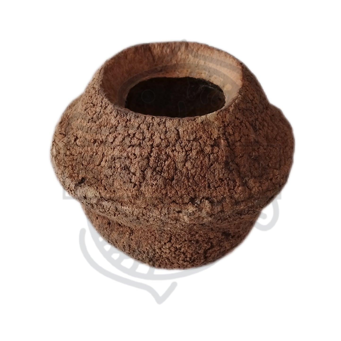 Sapucaia XXL - 1 unit