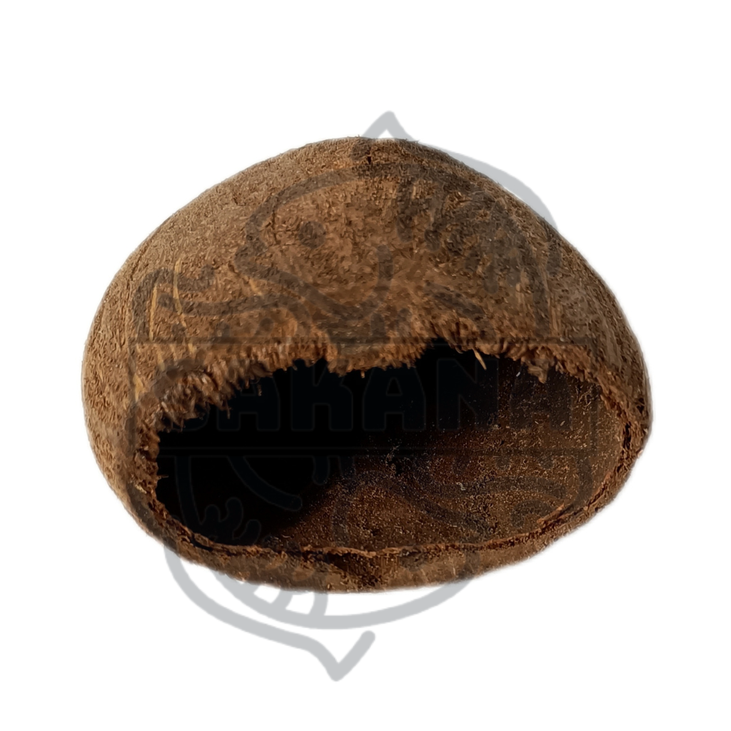 Toddy Palm - 1 unit