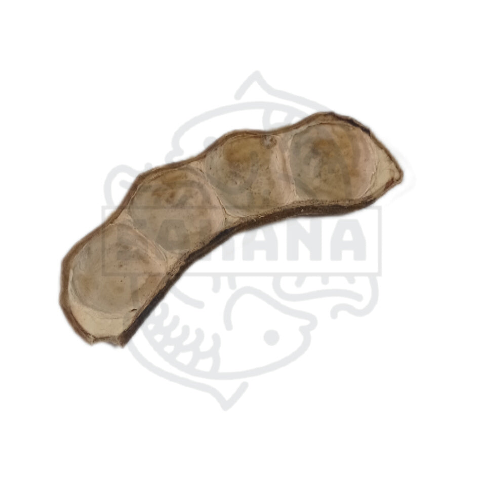 Peanut pod - 1 unit