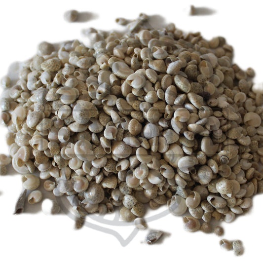 Umbonium vestiarium  pack 100gr