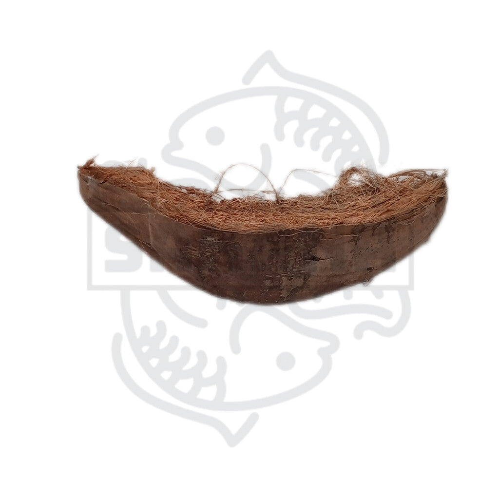Cáscara de coco natural - 1 unidad