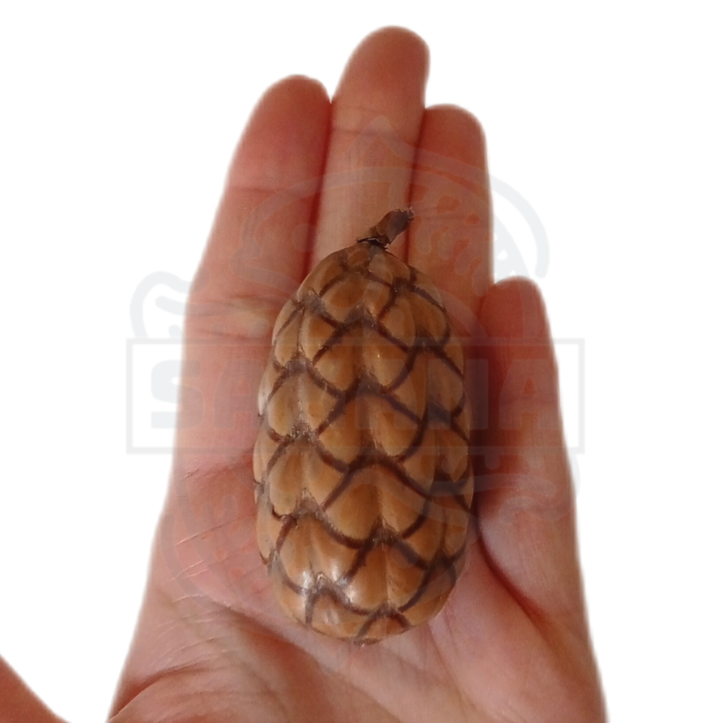Coco Orinocensis - pack of 2 units 