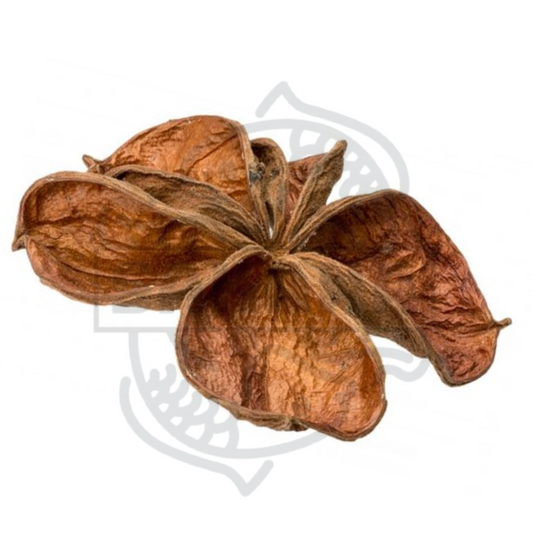 Flor de Sterculia - 1 unidad