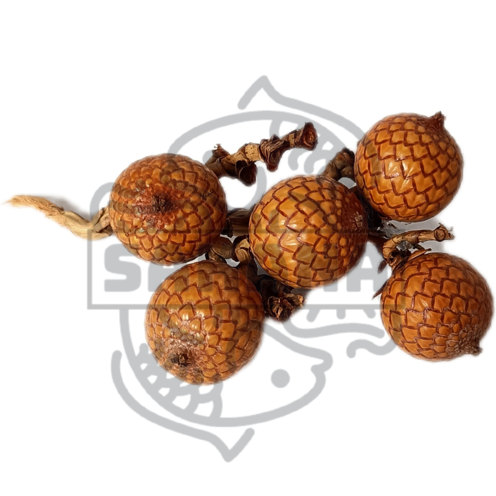 Calamus fruit - pack of 5 units 