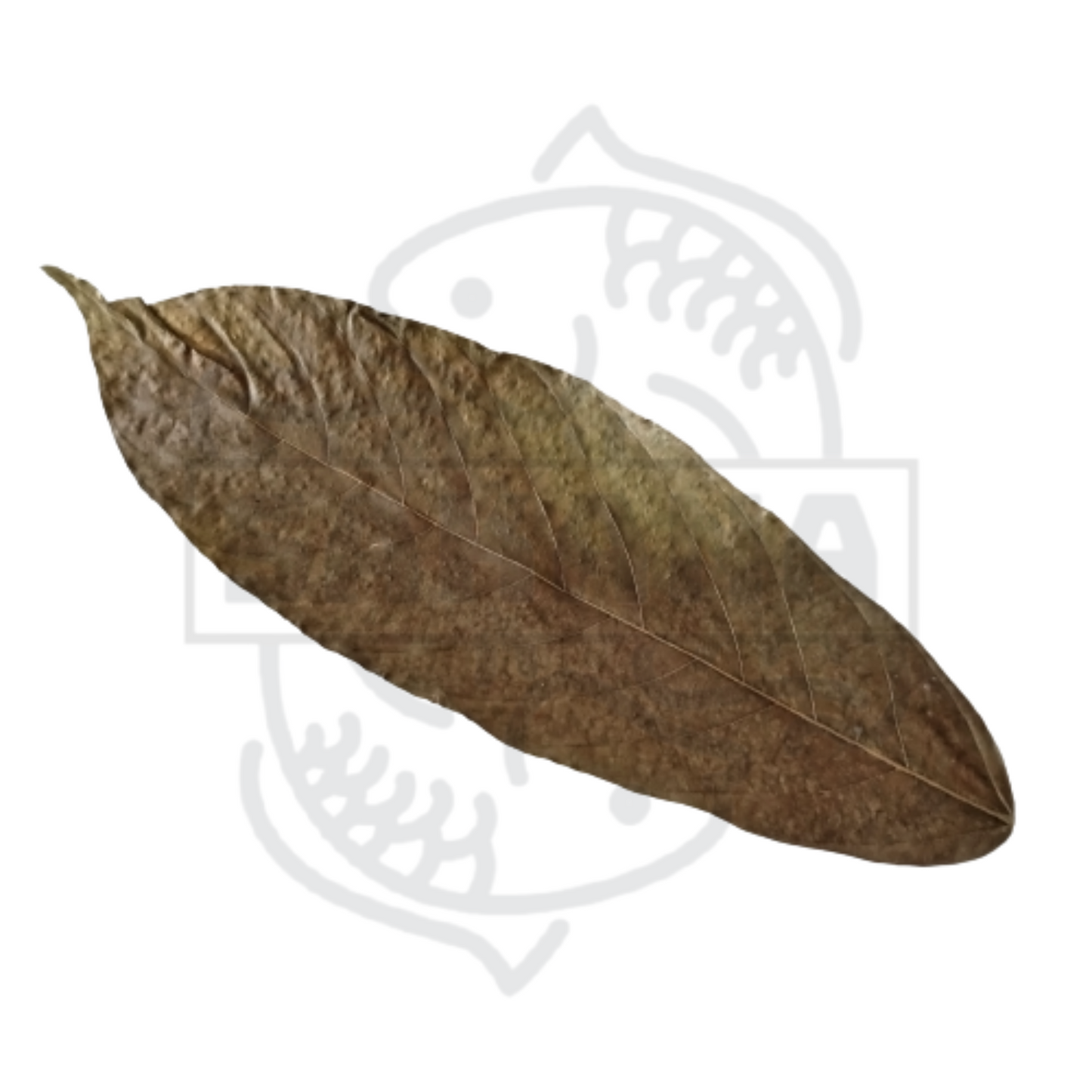 Hoja de cacao XXL - pack de 5 unidades