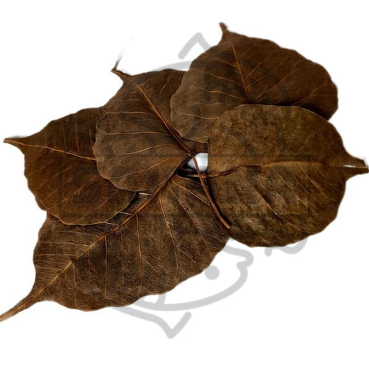 Ficus religious leaf - pack of 10 units