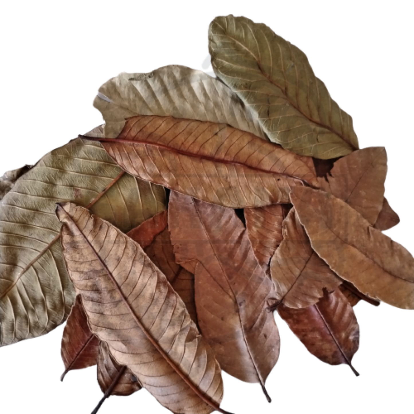 Hoja de Guava - pack de 10 unidades