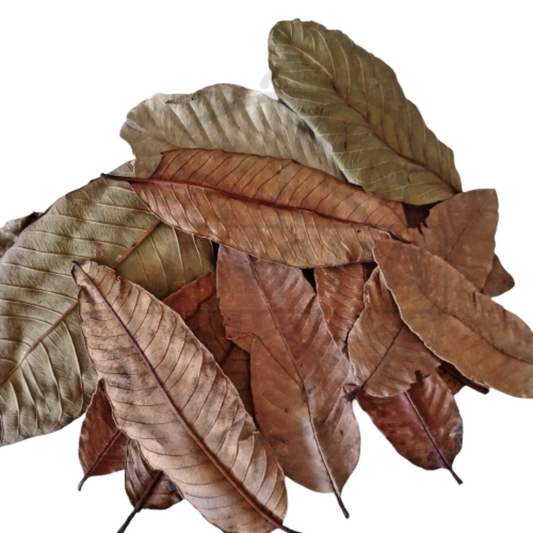 Hoja de Guava - pack de 10 unidades