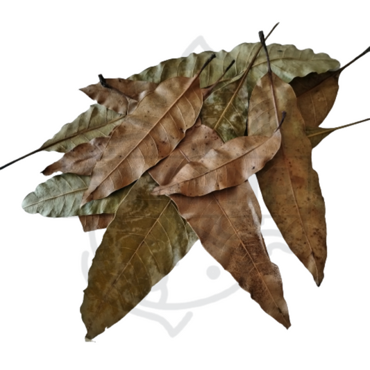 Hoja de mango - pack de 10 unidades