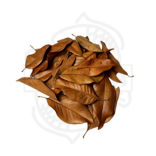Magnolia leaf - pack 30 units