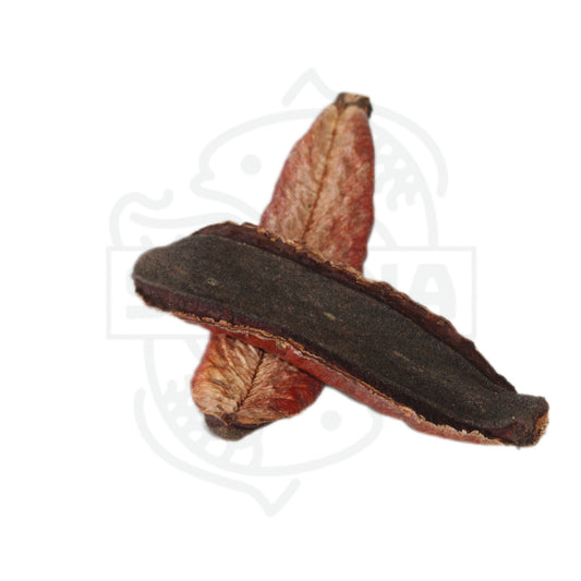 Kielmeyera - pack de 2 unidades