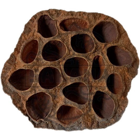 Cáscara de loto - 1 unidad