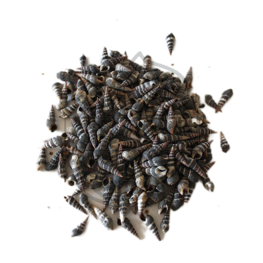 Caracol Minarete - pack 100gr