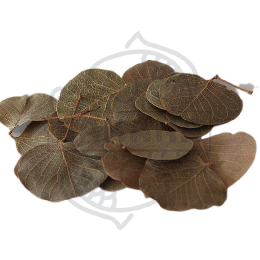 Hoja moneta - pack 10 unidades