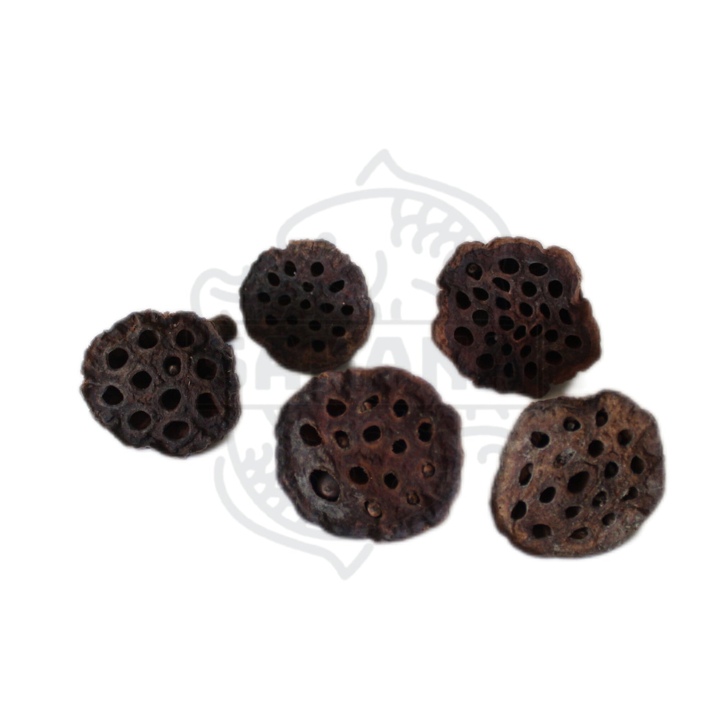 Nano Lotus - pack de 5 unidades