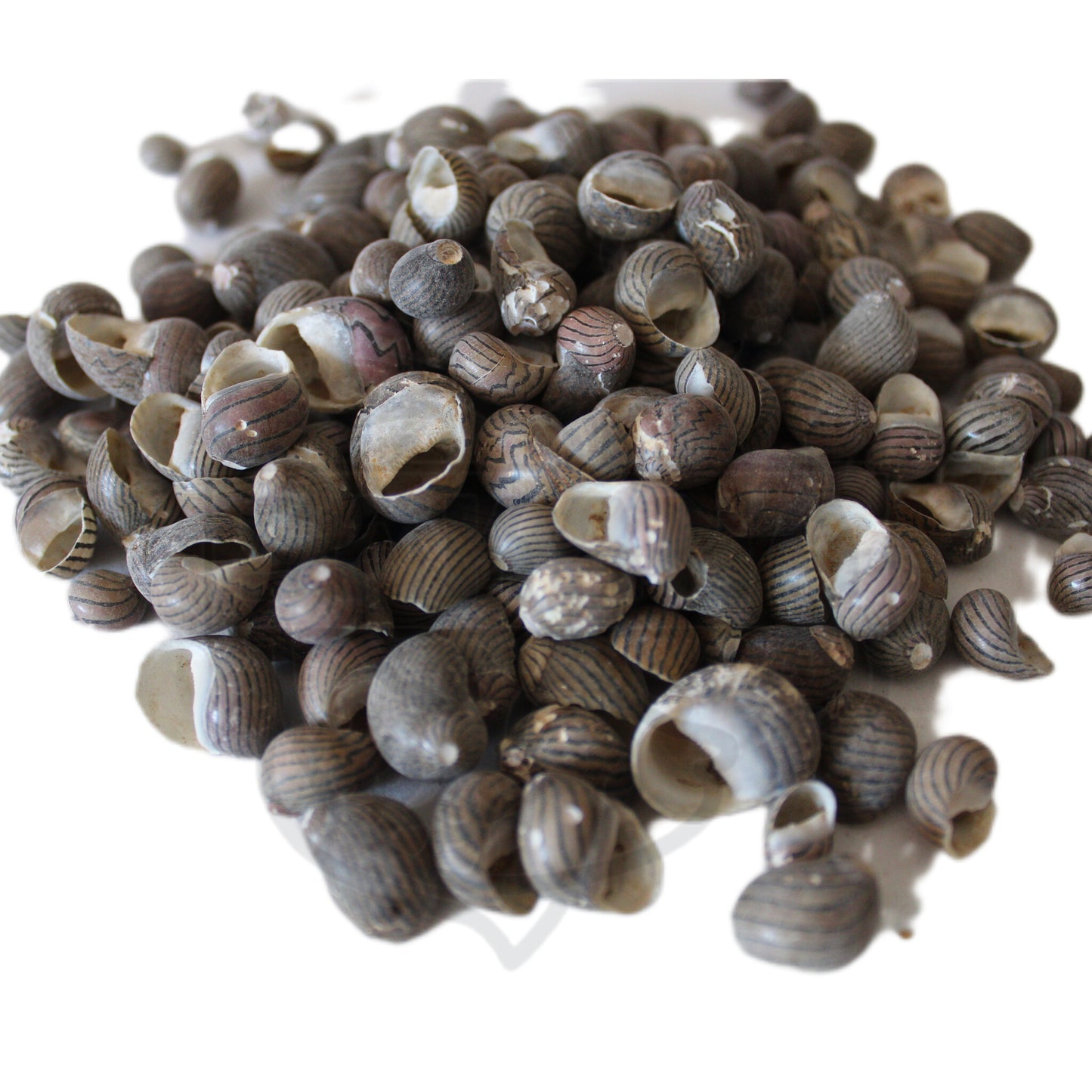 Caracol Nerita - pack 100gr