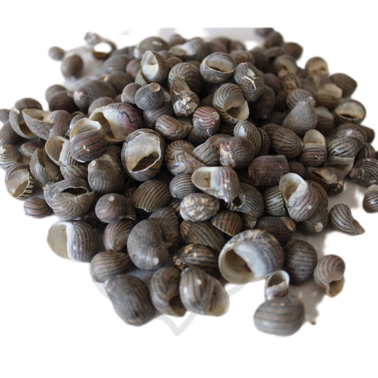 Caracol Nerita - pack 100gr