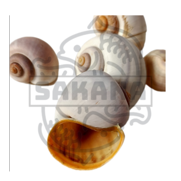 Caracol Pila Globosa - pack de 5 unidades