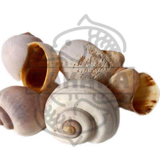 Caracol Pila Globosa - pack de 5 unidades