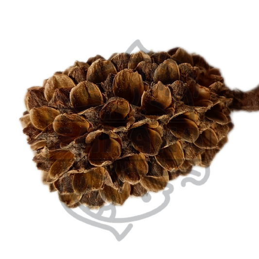 Piña casuarina - packs de 25 y 50 gr