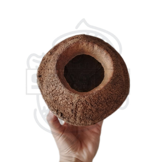 Sapucaia XXL - 1 unidad