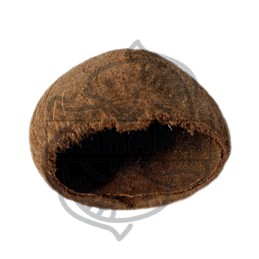Toddy Palm - 1 unidad